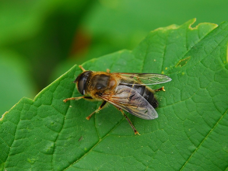 Eristalis pertinax