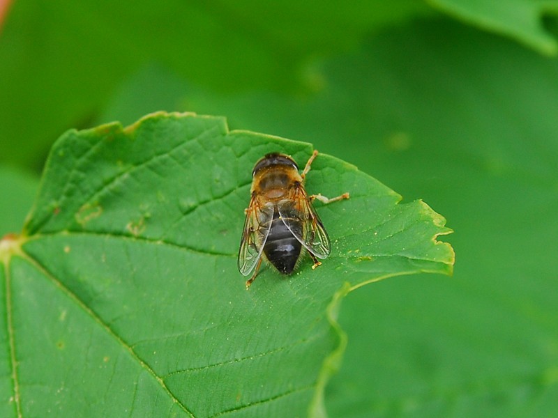 Eristalis pertinax