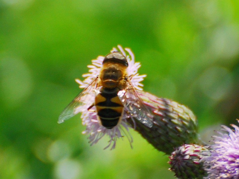 Eristalis sp.