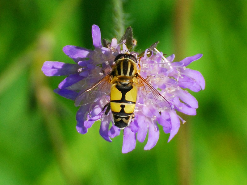 Helophilus trivittatus