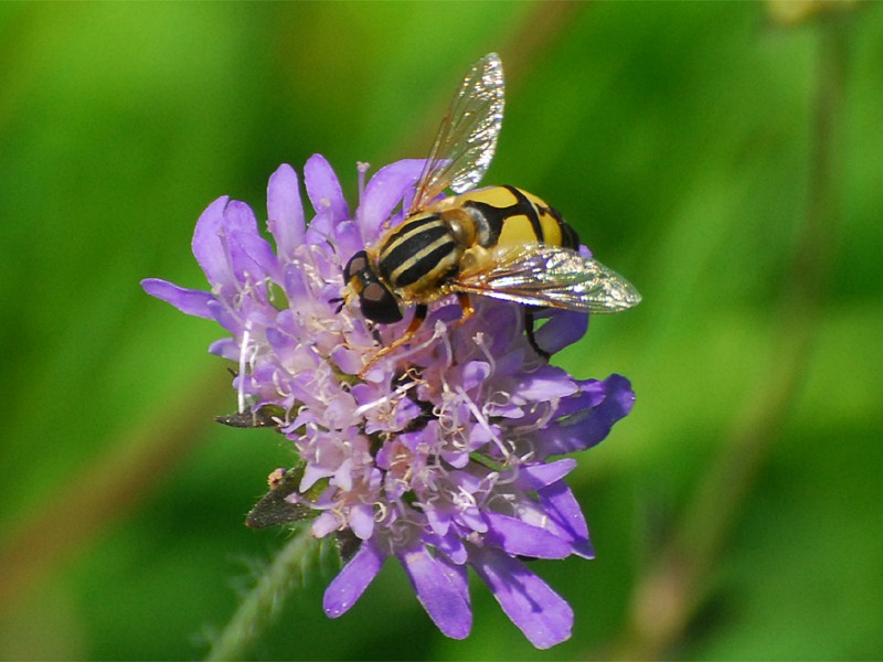 Helophilus trivittatus