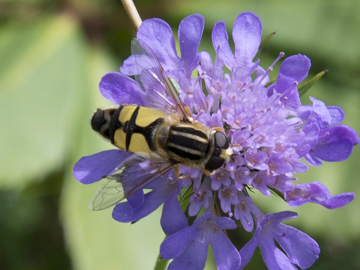 Helophilus trivittatus