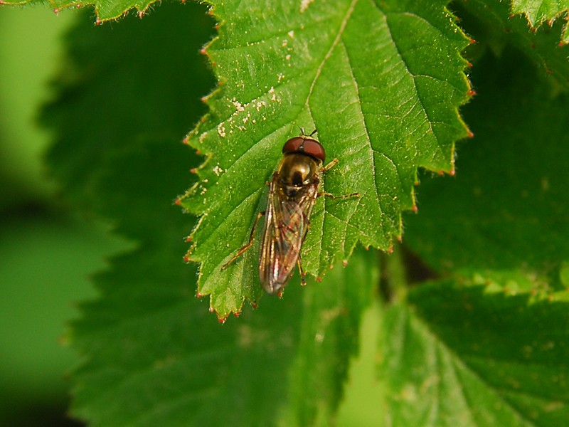 Platycheirus sp.