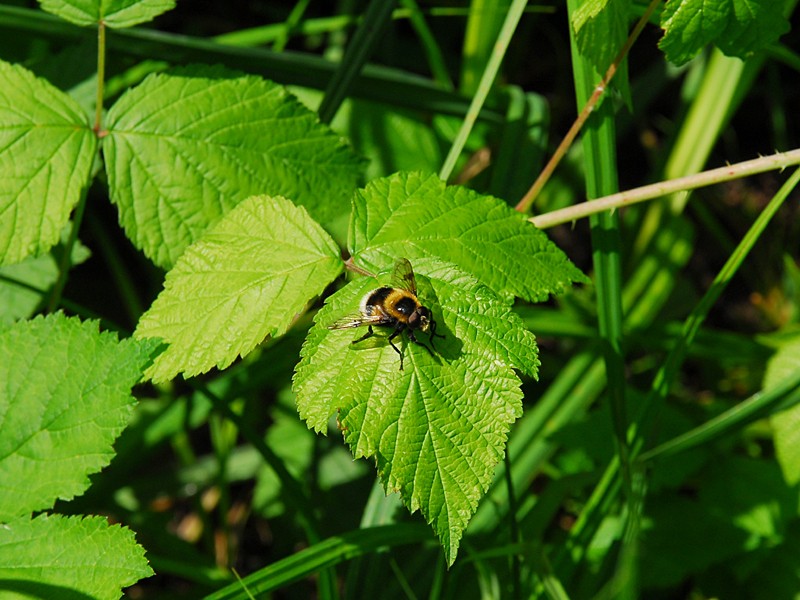 Volucella bombylans bombylans