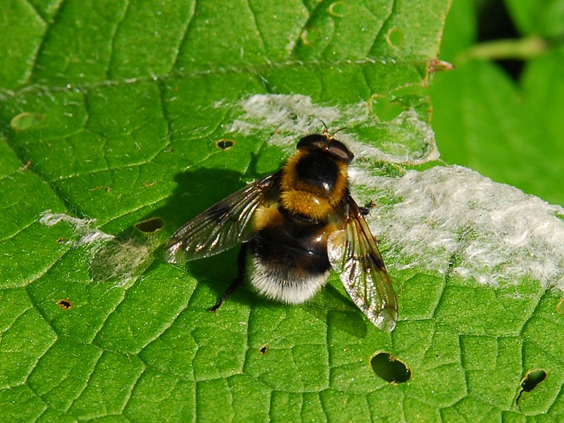 Volucella bombylans bombylans