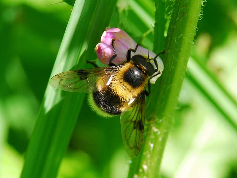 Volucella bombylans bombylans