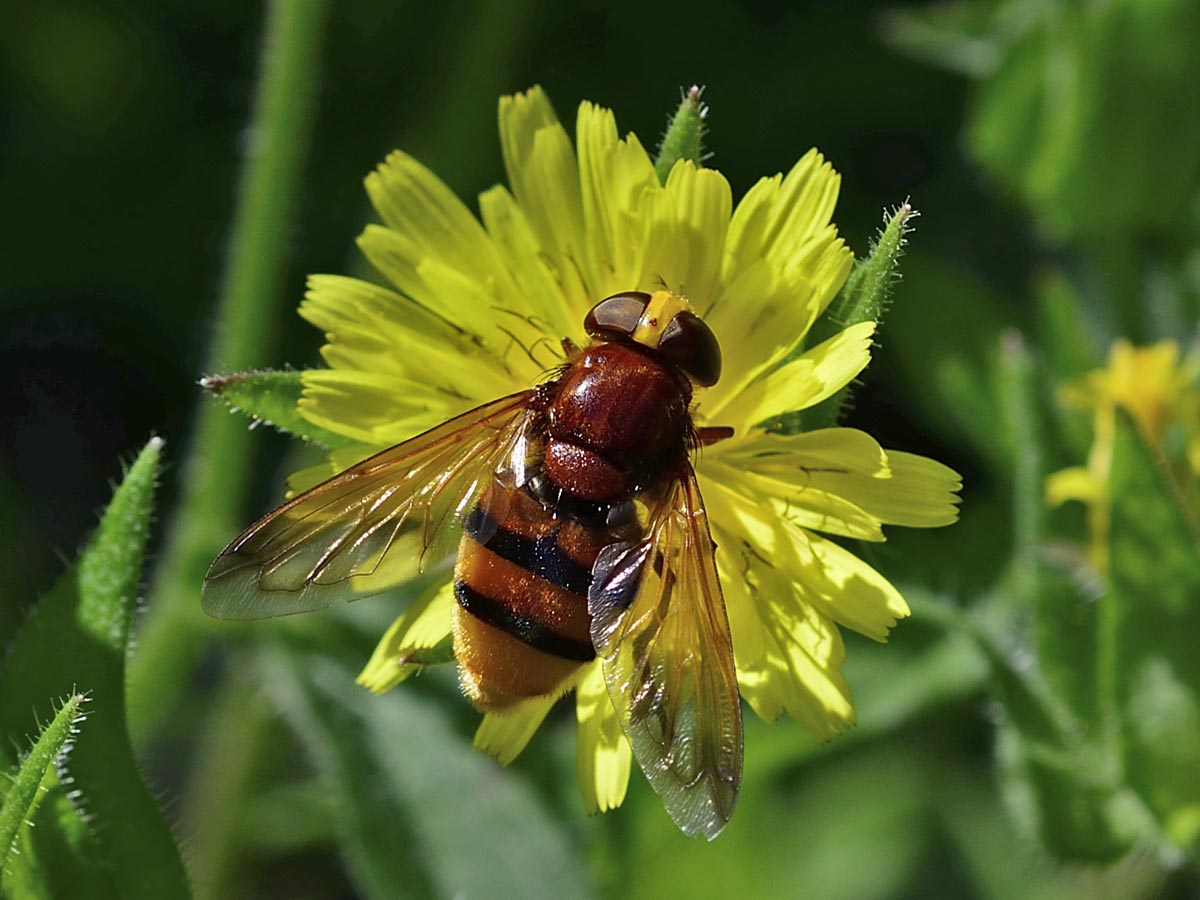 Volucella zonaria