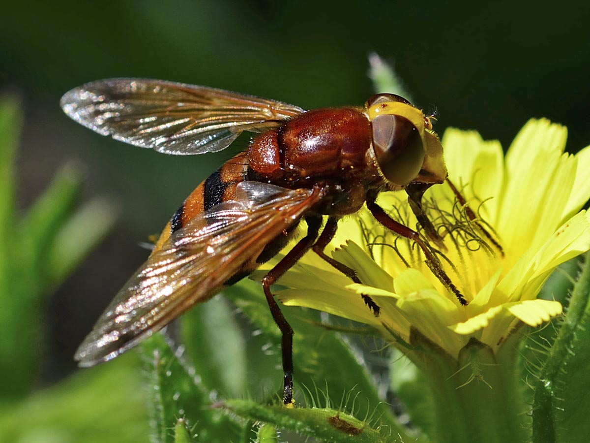 Volucella zonaria