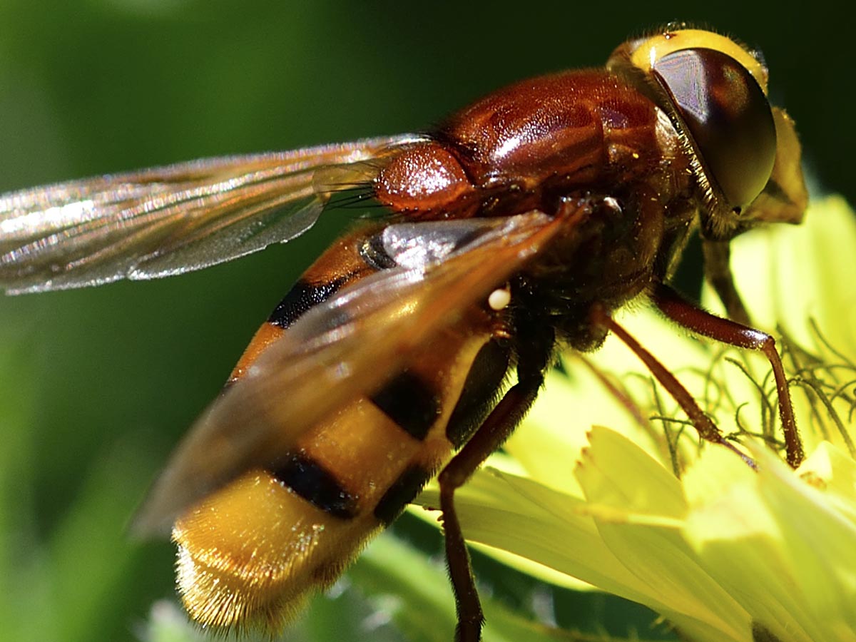 Volucella zonaria