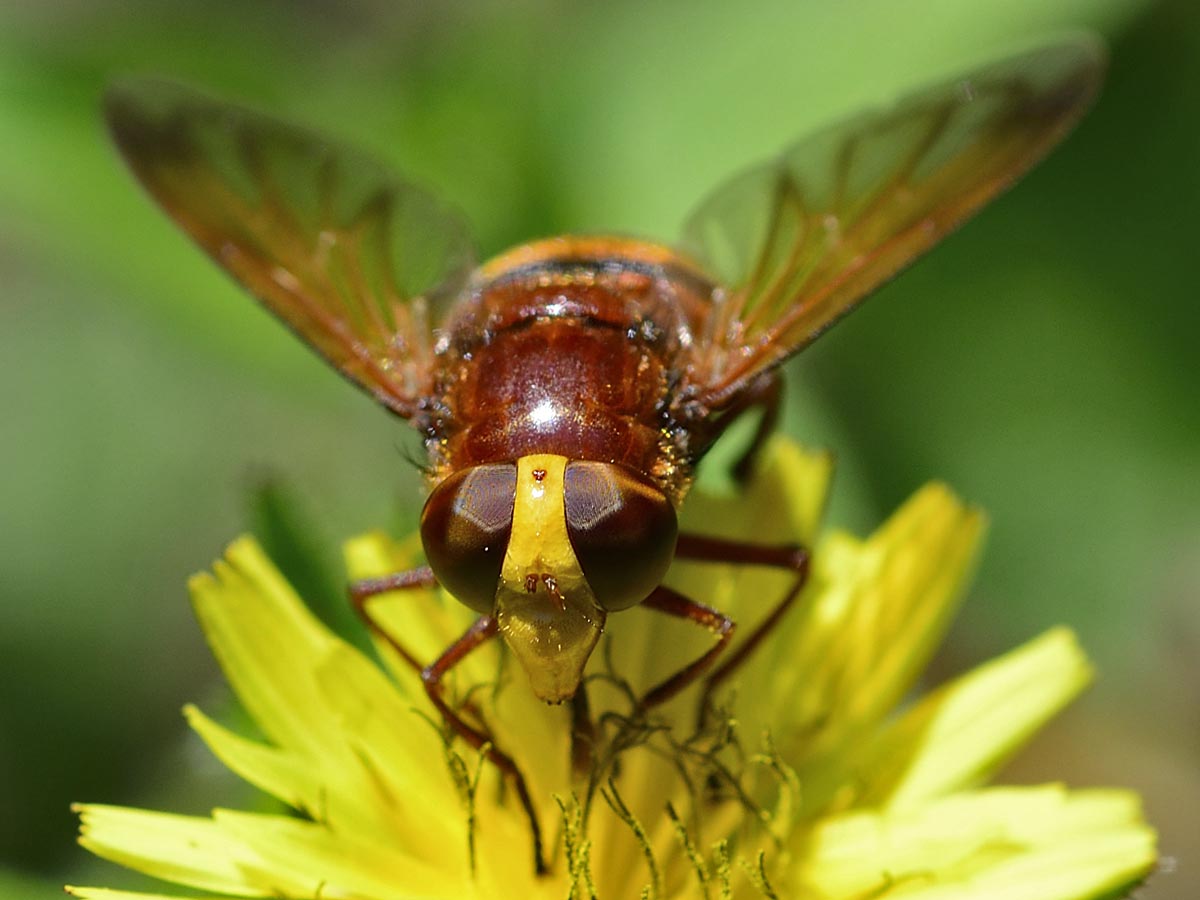 Volucella zonaria