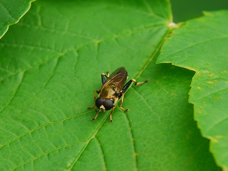 Xylota segnis