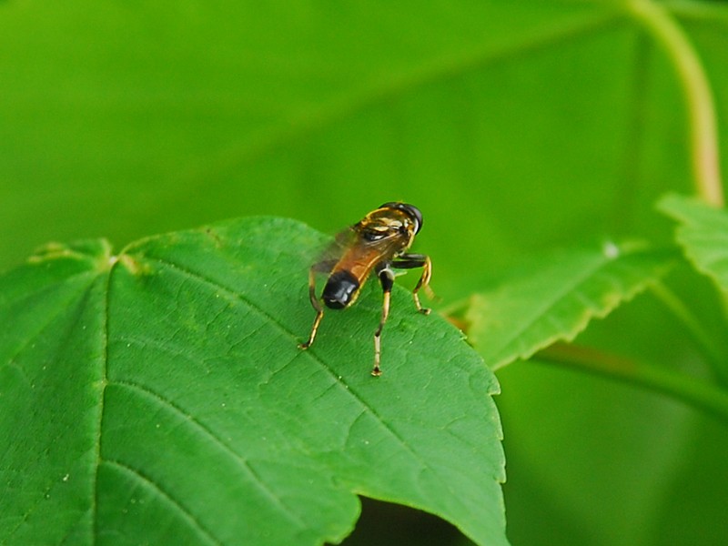 Xylota segnis