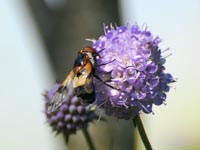 Leucozona lucorum