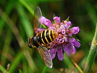 Sericomyia silentis