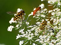 Große Schwebfliege