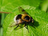 Volucella bombylans