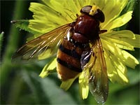 Volucella zonaria