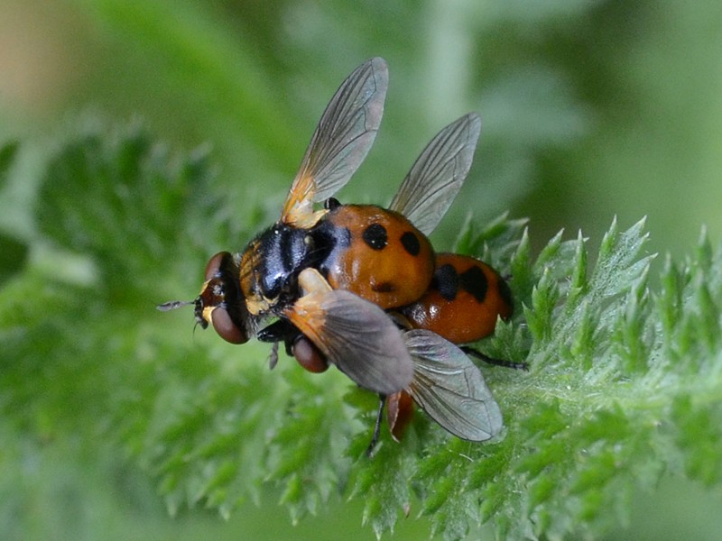 Gymnosoma sp.