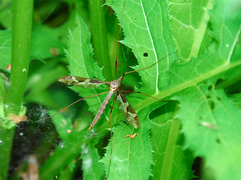 Tipula maxima