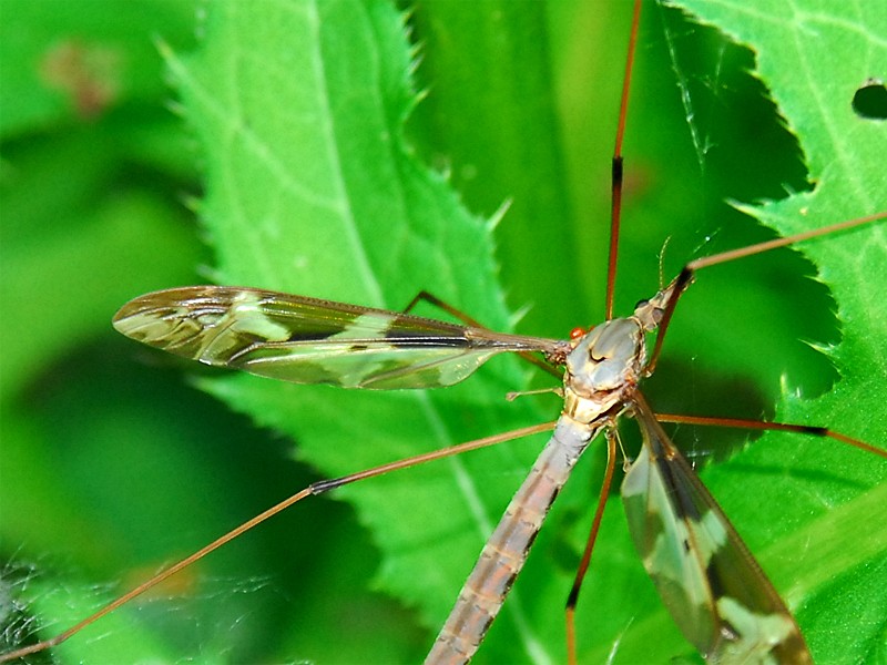 Tipula maxima