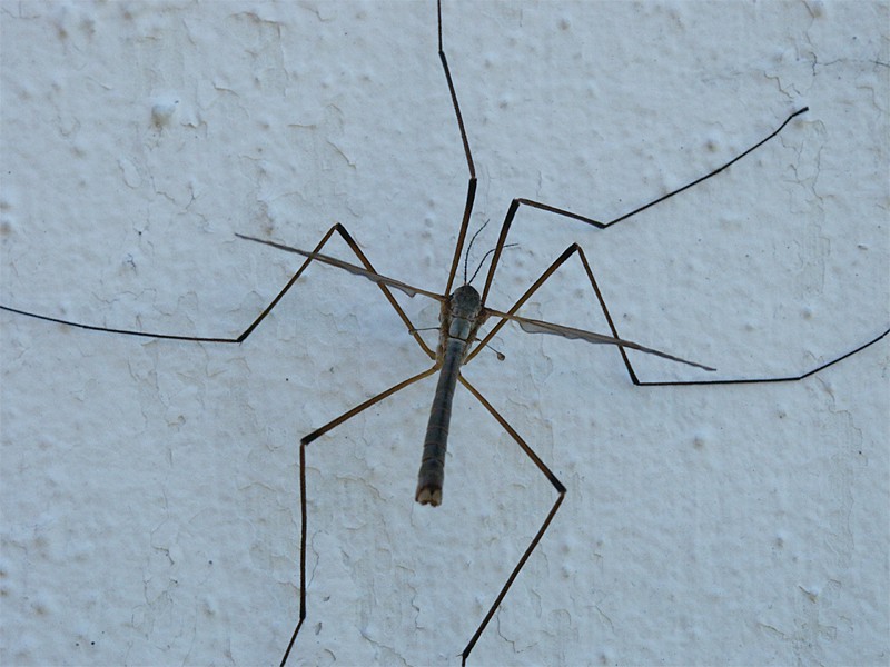 Tipula paludosa