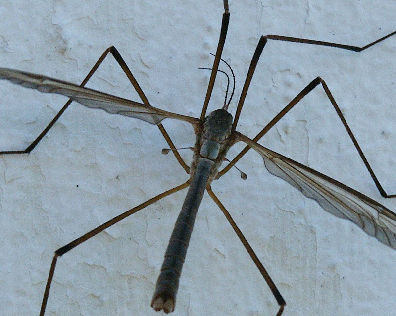 Tipula paludosa