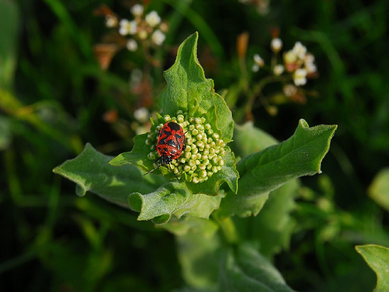 Eurydema dominulus