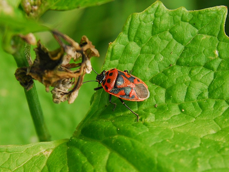 Eurydema dominulus