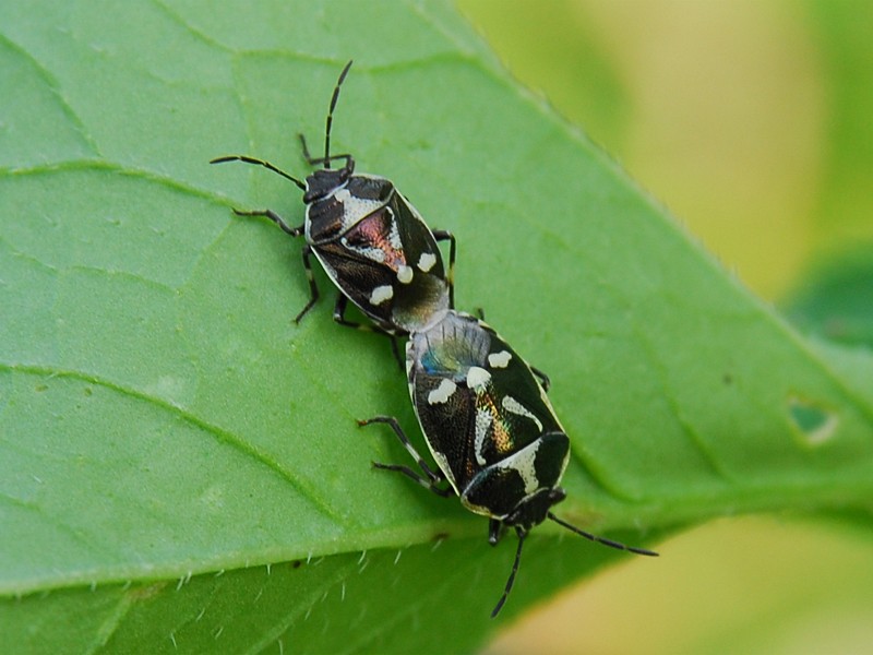 Eurydema oleracea