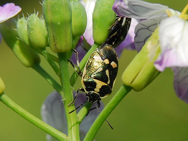 Eurydema oleracea