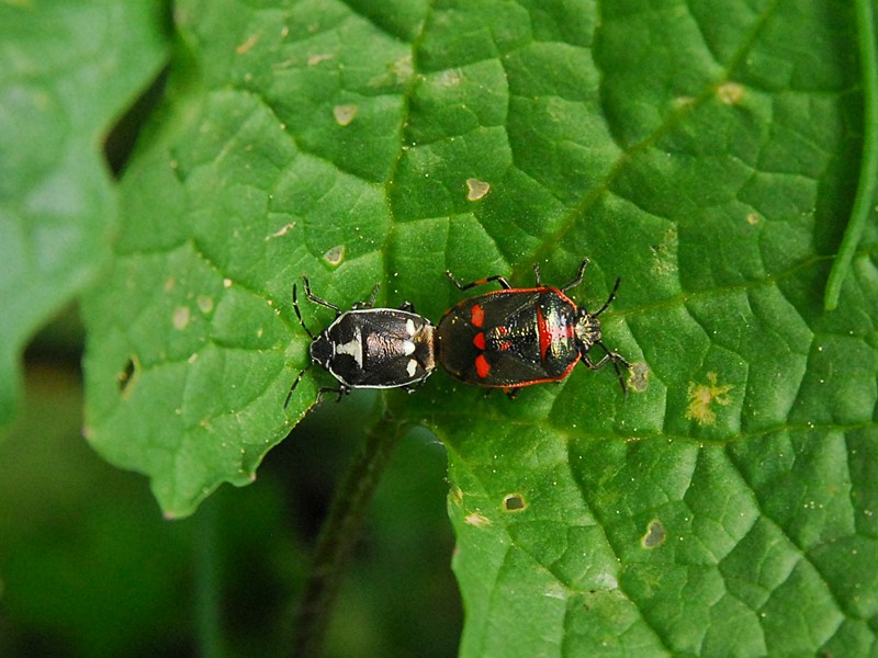 Eurydema oleracea