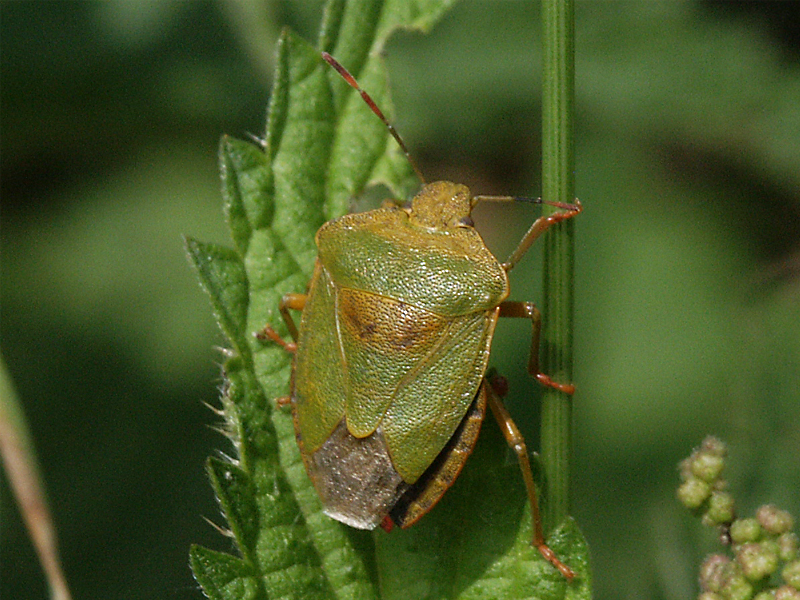 Palomena prasina