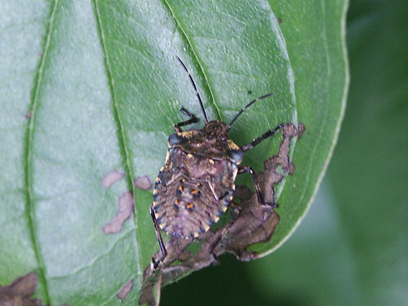 Pentatoma rufipes