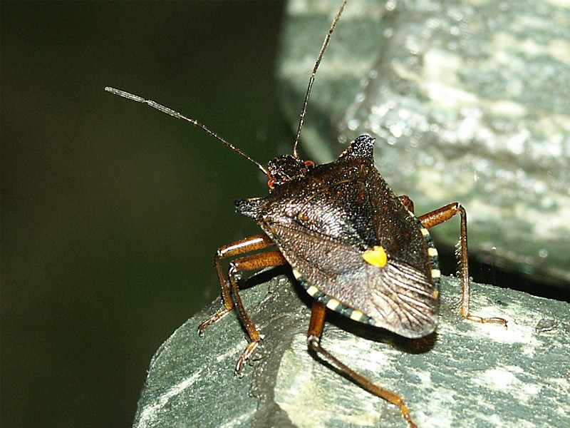 Pentatoma rufipes