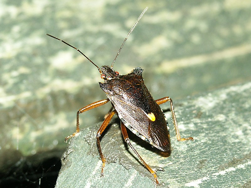 Pentatoma rufipes