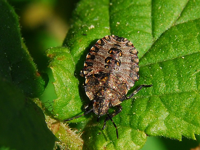 Pentatoma rufipes
