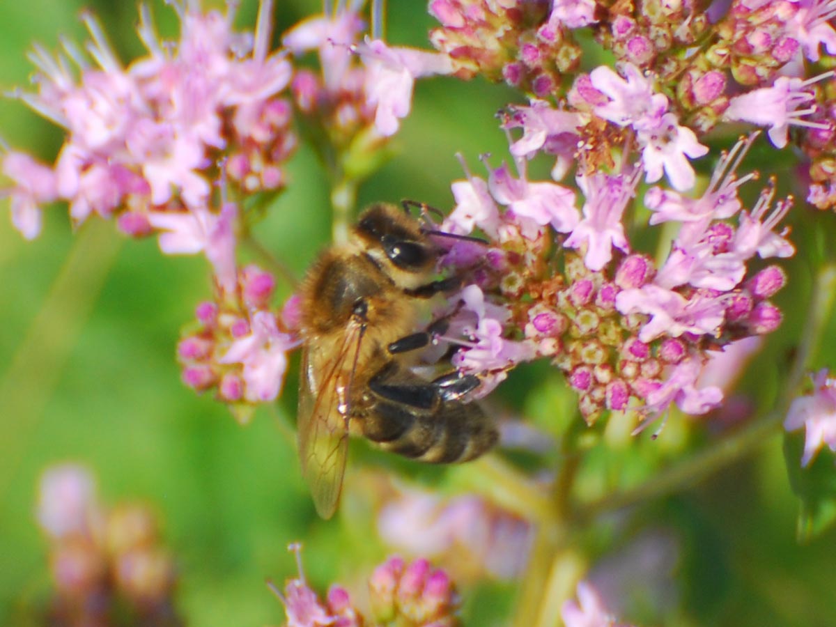 Apis mellifica