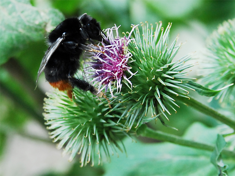 Bombus lapidarius