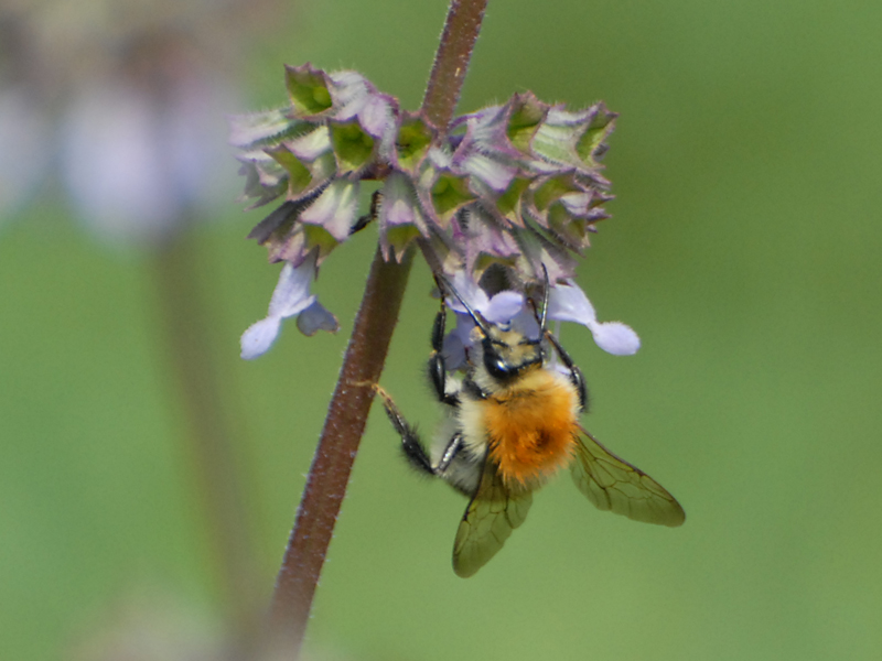 Bombus pascuorum