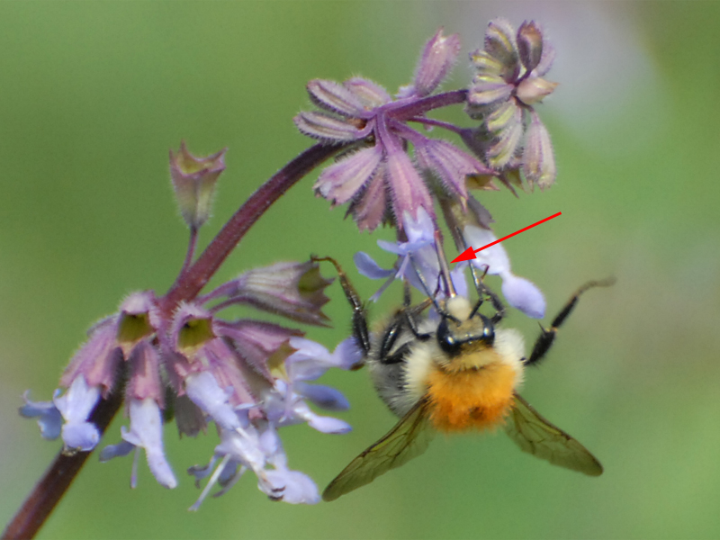 Bombus pascuorum