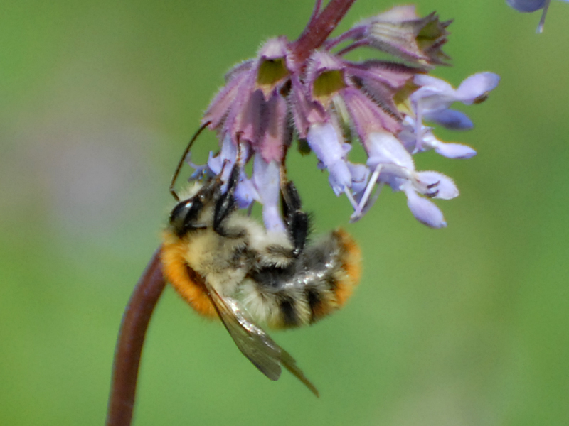 Bombus pascuorum