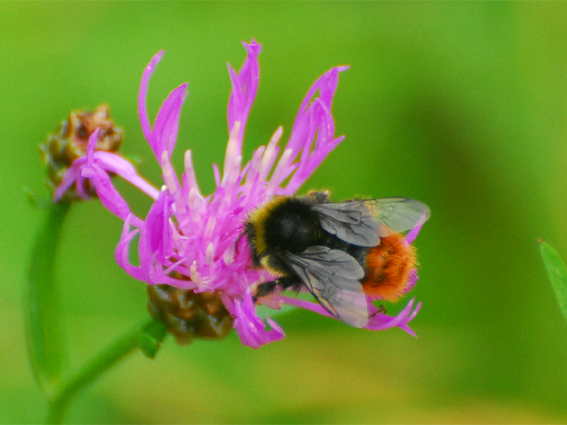  Bombus pratorum