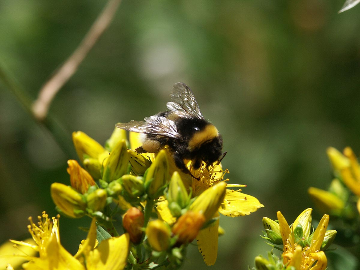 Bombus terrestris