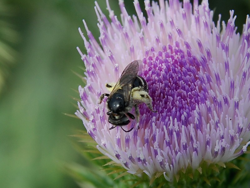 Colletes sp.