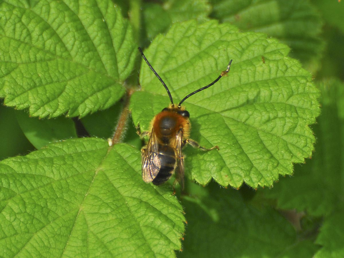 Eucera nigrescens