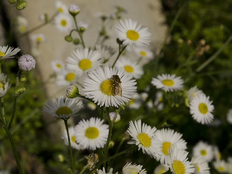 Halictus sp.