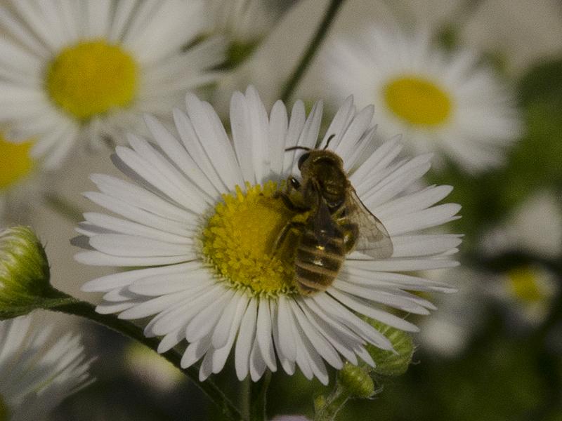 Halictus sp.