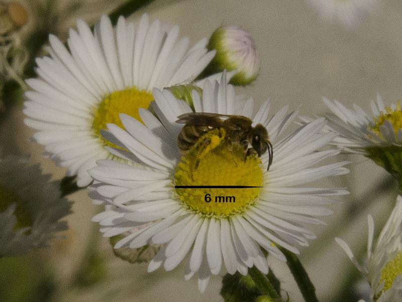 Halictus sp.