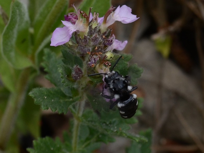 Melecta luctuosa