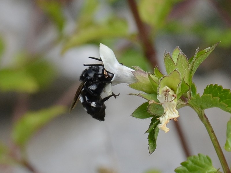 Melecta luctuosa